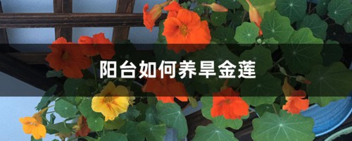 阳台如何养旱金莲，需要注意什么