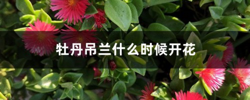 牡丹吊兰什么时候开花