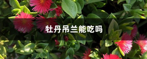 牡丹吊兰能吃吗