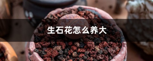 生石花怎么养大