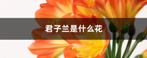 君子兰是什么花，是室内花还是室外花