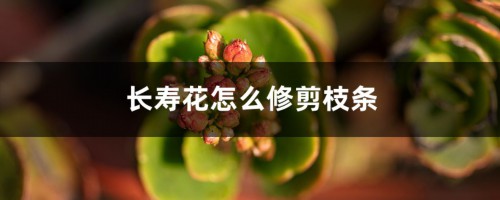 长寿花怎么修剪枝条