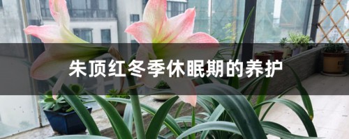 朱顶红冬季休眠期的养护